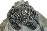 Curled Gerastos Trilobite Fossil - Morocco #271901-1